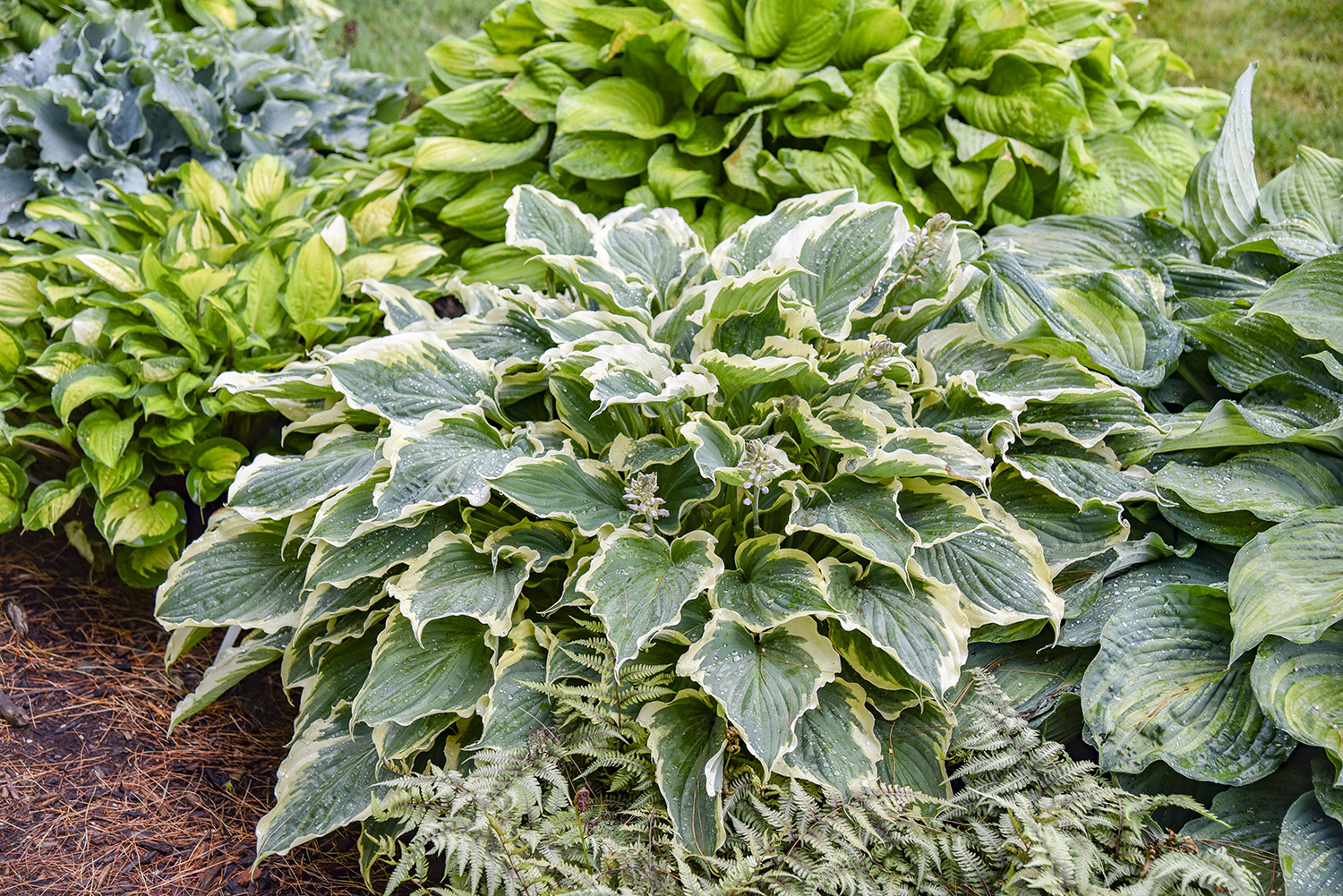 Hosta